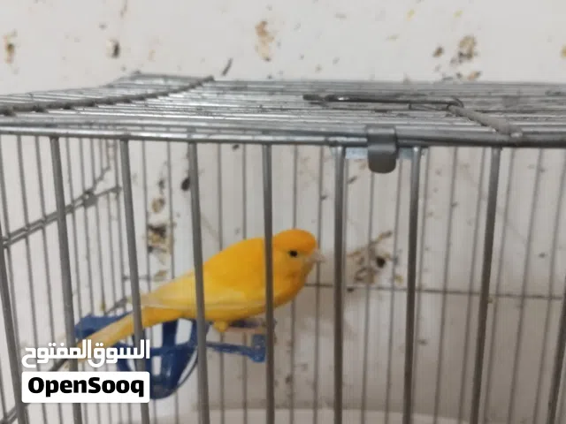 ذكر كنار زي النارر للبيع 13دينار