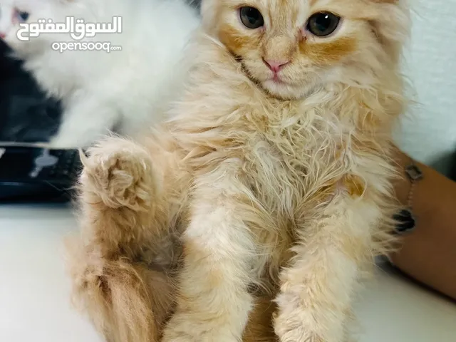 عرض بيع قطط متنوعة