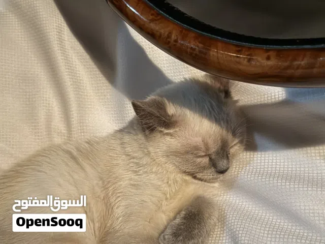 قطه صغيره هملايا