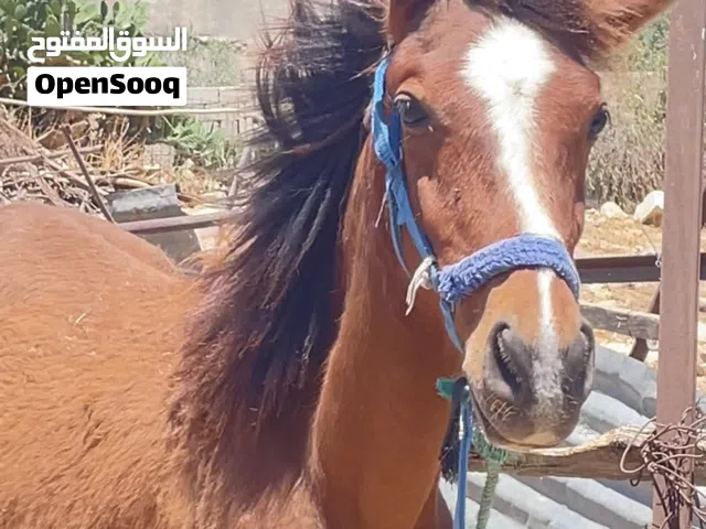 مهر العمر سبع شهور بصلاه ع النبي السعر 350