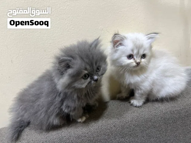قطط هملايا جدا جميلات للبيع  عمر اقل شهرين لعوبات نظيفات