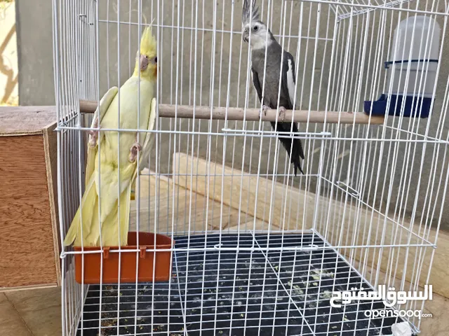 السلام عليكم كوبية كوكتيل ماكينة ربي يبارك