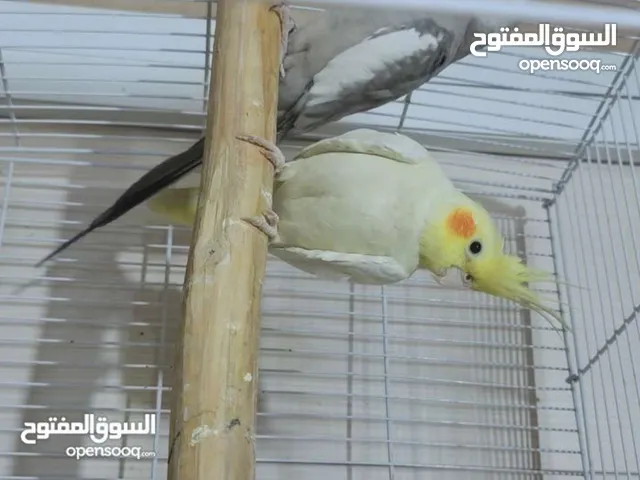 أنثى كوكتيل شكري اماية مو اليفة للبيع او المراوس