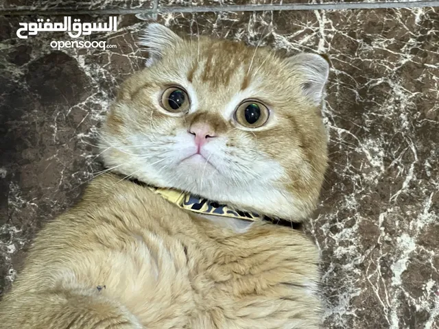 Golden British shorthair for sell