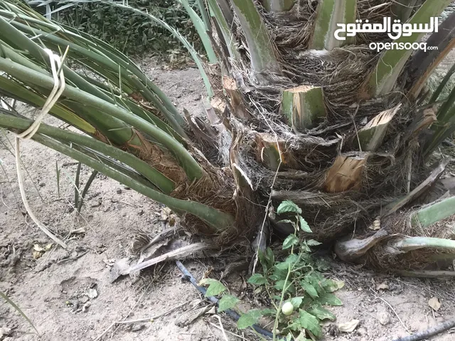 نخل برحي