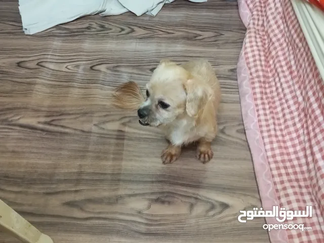 Very small pure Shihtzu dog pet for sale