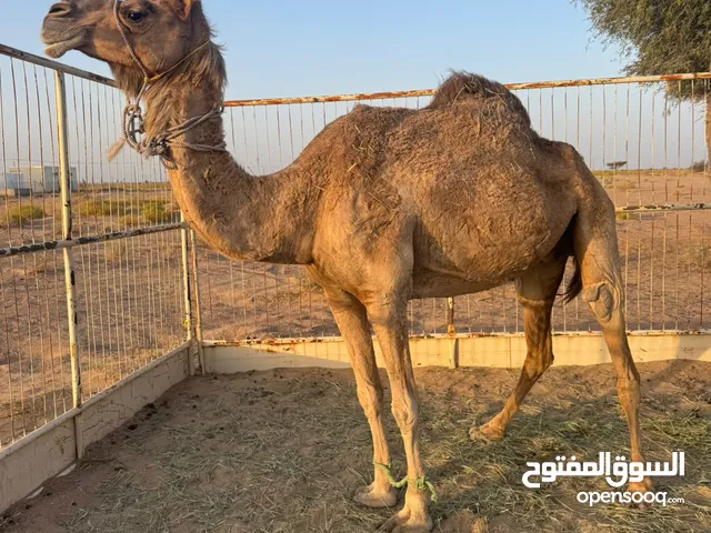 بوش حول للبيع