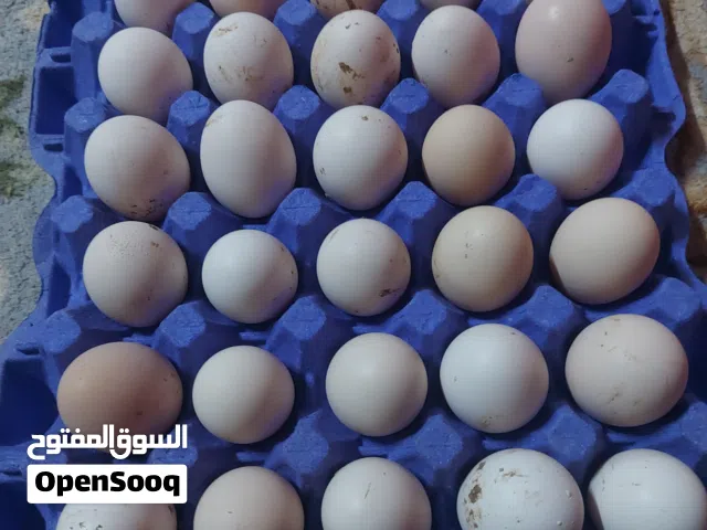 بيض بلدي للبيع