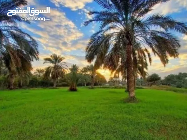 للبيع ارض 50 دونم على الشارع مباشرة عرب جبور