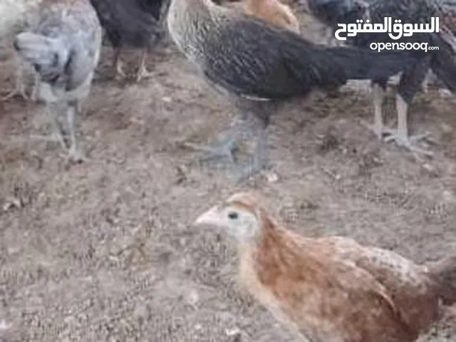 صيصان دجاجه عماني شوف الوصف مهم جدا  فرصه لتجار م شاء لله احجام حلوه
