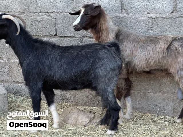 أغنام عمانيات جباليات حلال طيب للتربيه كل شي سليم فيهن