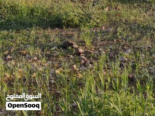 Mixed Use Land for Sale in Irbid An-Nuayyimah