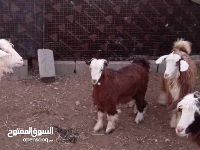 جداي صمعات صغار صحتهن متازه خاليات من جميع العذاريب