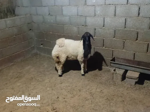 حولية برقاوية غليظة الله يبارك