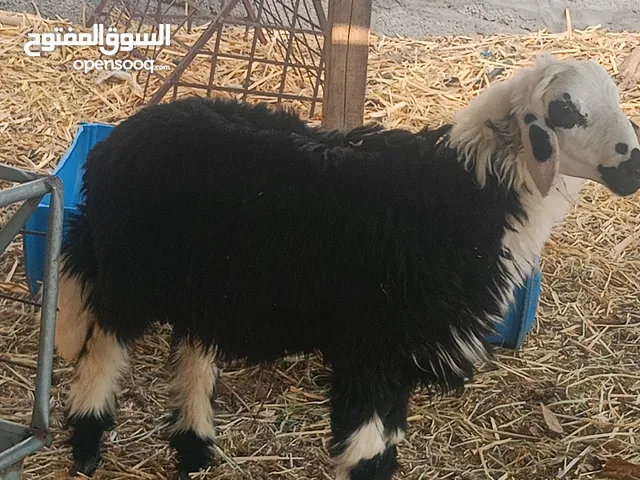 كبش تهجين اللبيع