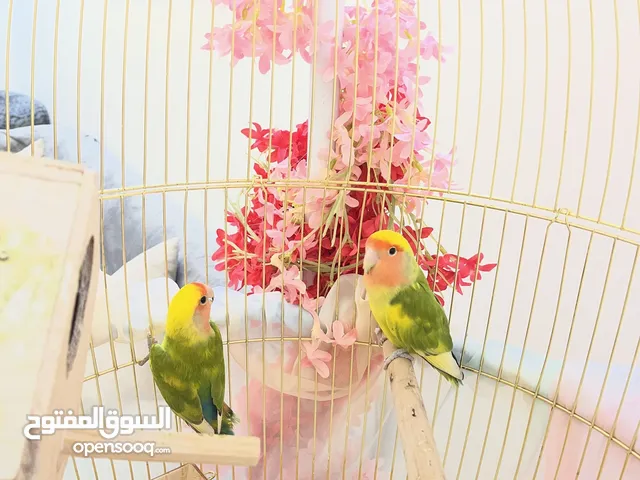 زوج روز نادر طفره مع قفص كبير وقاعده السعر 40 دينار