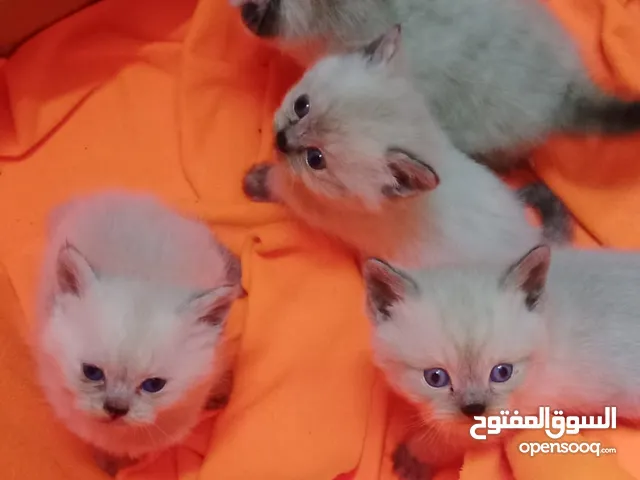 كتن للبيع مكس بلصلاه ع النبي جاهزات لبيتهم الجديد متعودات ع الدراي فود واللتر بوكس والبيع لغيرالتجار