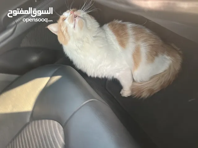 اللي فاقد سنور يتواصل معي