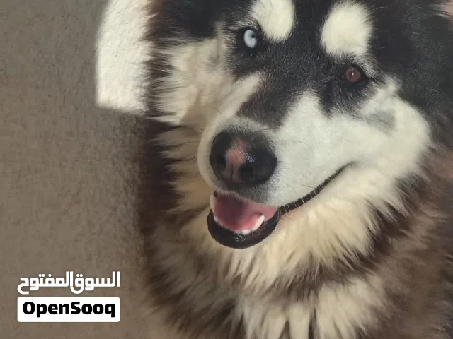 ذكر هاسكي أليف