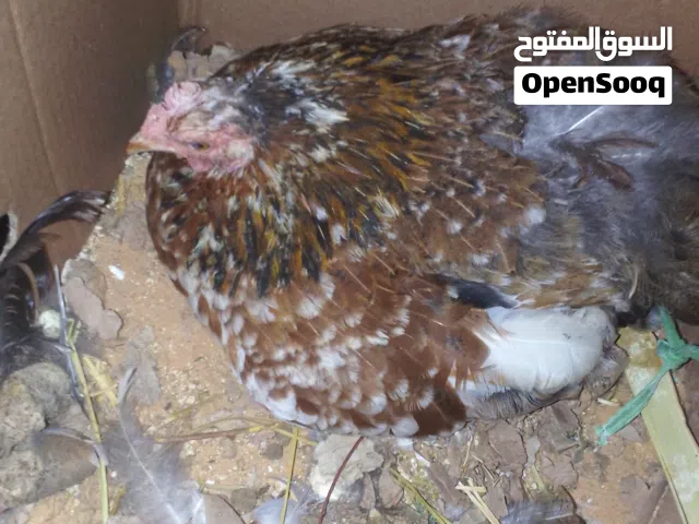 كوبيه استرالي الدجاجه كاركه ع الدحي