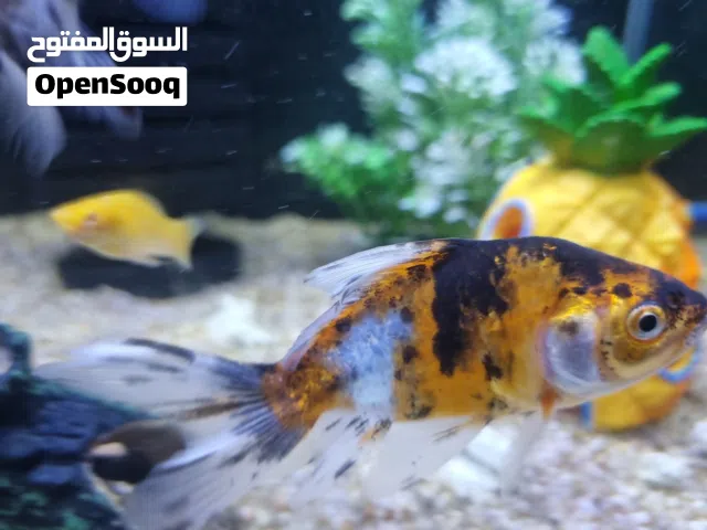 سمك قولد فوش