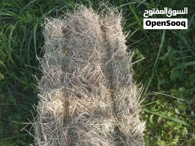 برايد نعيمة جديدة ونظيفة كبار الربطة 0.800