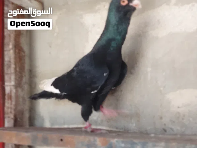 فحل مسود عشر وسيع