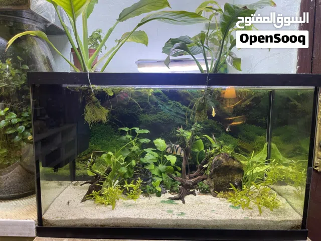 Two aquariums and driftwood for sale..