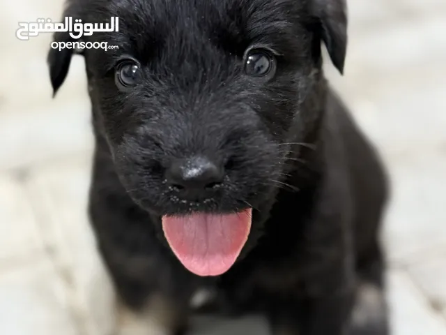 German Shepherd 2 months old new puppy born