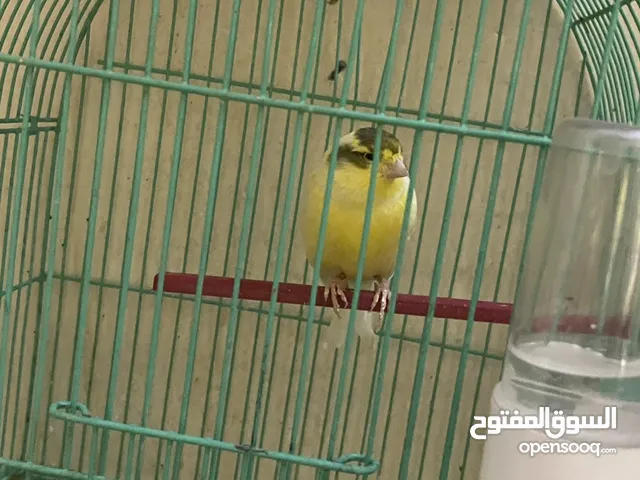 طيور كنار جاهزة الوان مختلفة