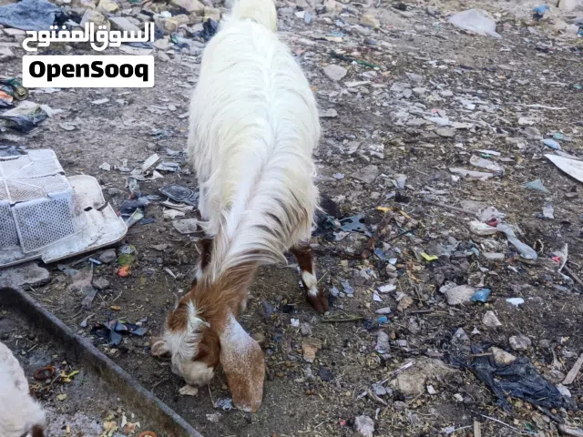 ماعز البيع
