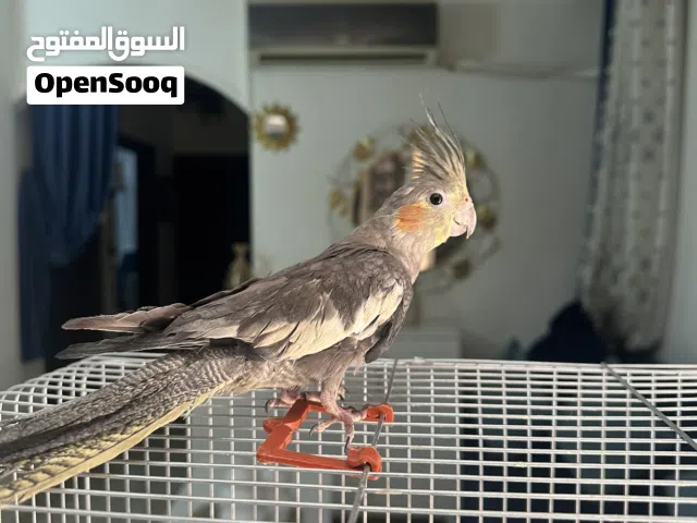 كوكتيل ذكر جاهز تزاوج مدرب وأليف جدا