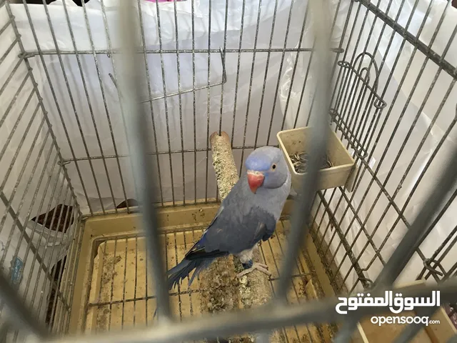 دره لون مميز للبيع