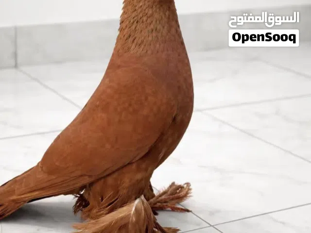 مطلوب زوج راعب اصلي معجوني لعده يراسلني عالخاص