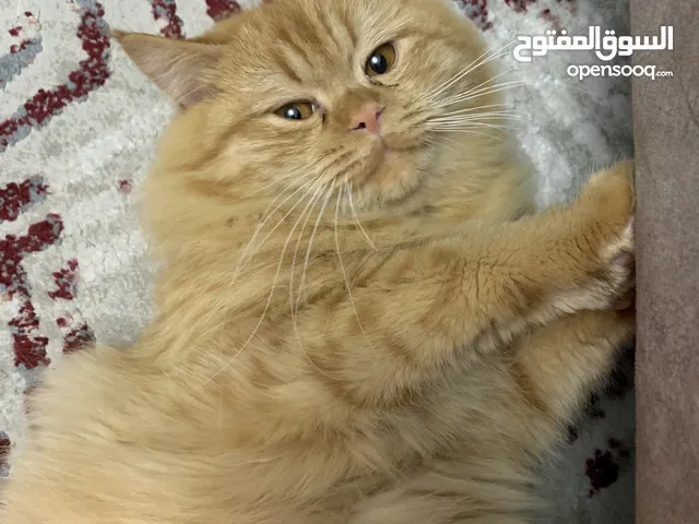 سكوتش مكس شيرازي