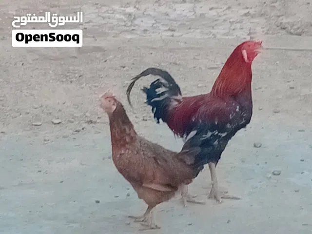 دجاجه وديج عربيات اصليات الدجاجه بياضه وصحه جيده