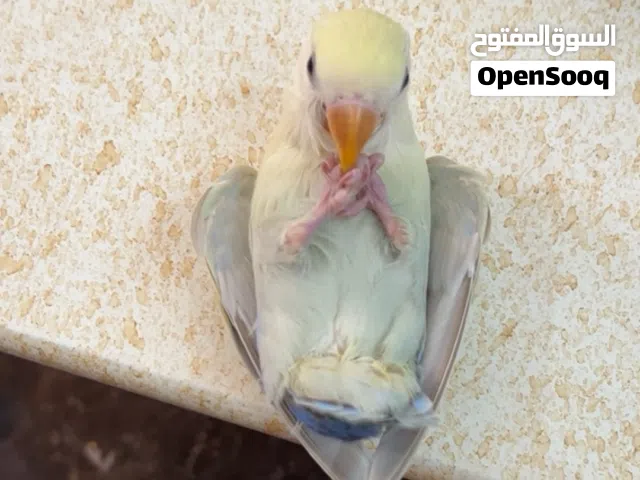 متوفر روز ترويض فل الله يبارك المكان طرابلس يوجد خدمه توصيل داخل طرابلس