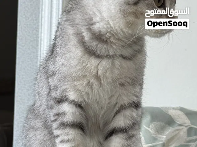 للبيع انثى سكوتش فولد