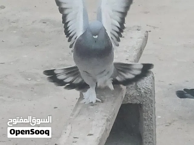 متاح حضيره جو60 طرف مخلط 18 طرف تاكله وكوبيا هزاز تفرج ع الفيديو وانتايه صفرا هزاز و6 طرف زاجل