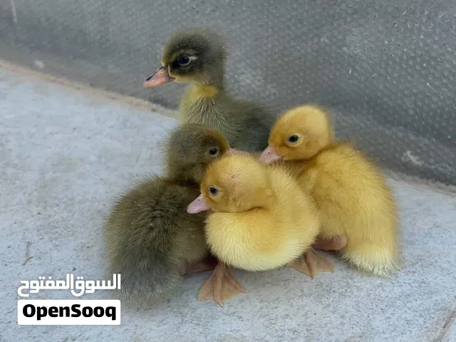 أربع بط للبيع