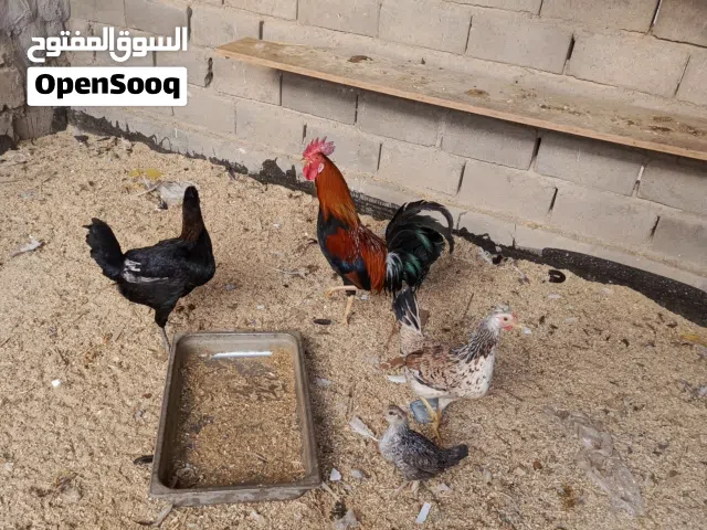 دجاج كويتي