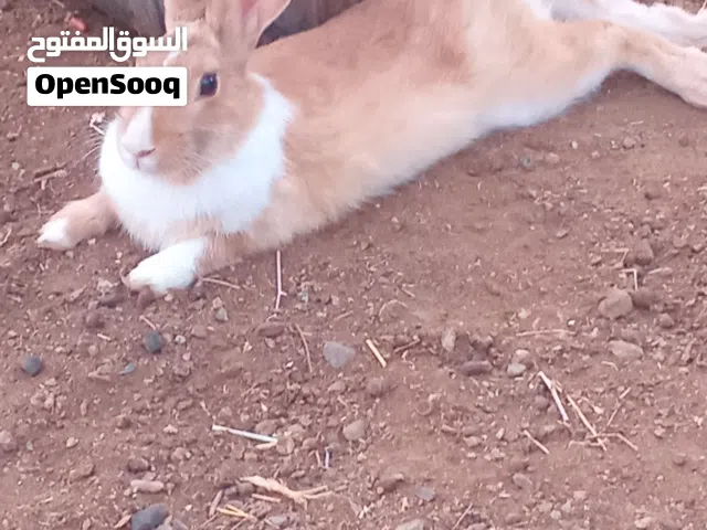 للبيع رانب هولنديات  الواحد ب 5