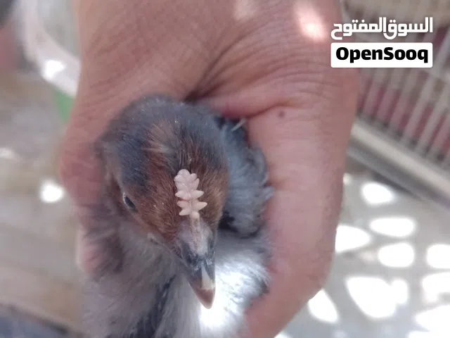 دجاج كويتي كحلي للبيع