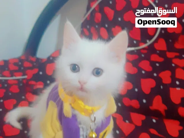 بسه شيرازي للبيع