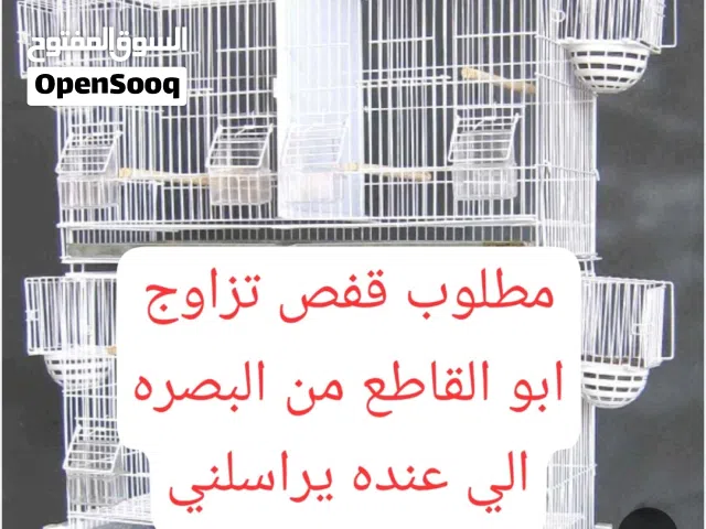 مطلوب قفص تزاوج ابو القاطع من البصره