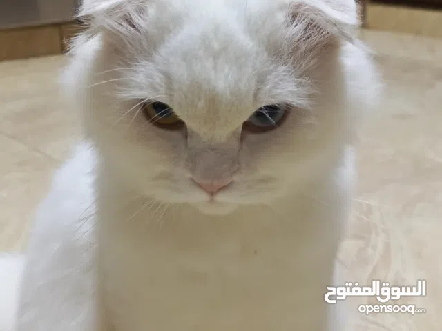 سكوتش فولد ابيض مميز