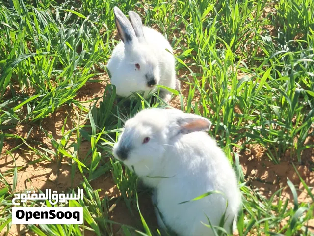 متوفر كوبيه ألماني