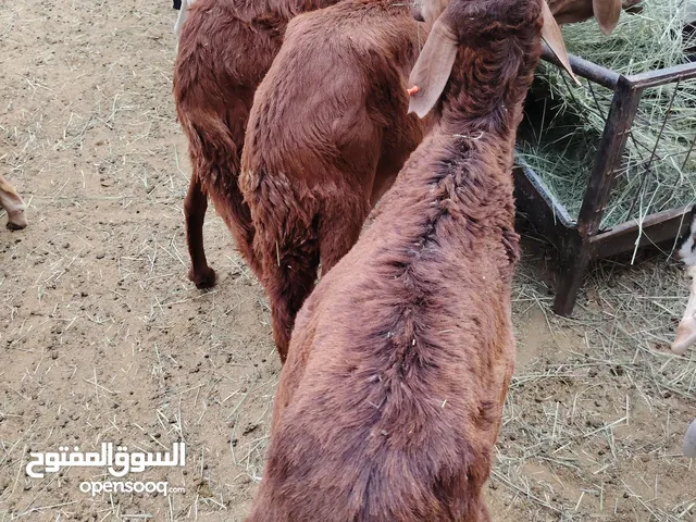 خروف سواكني نظيف ومتعلف شعير وبرسيم – الباحه