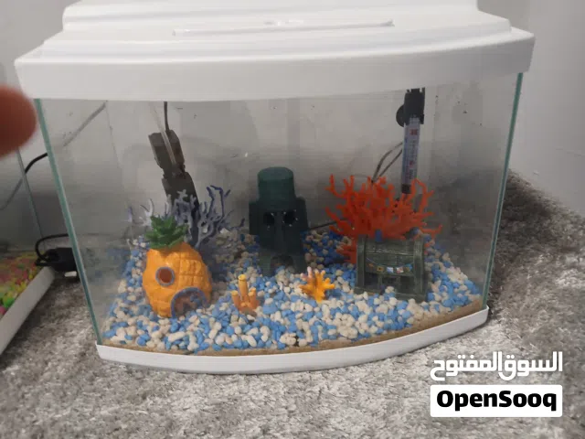 السلام عليكم ورحمة الله وبركاته حوض ربي يبارك حط سمك بس كامل ب اكسسوراته موصفاته مكتوب تحت