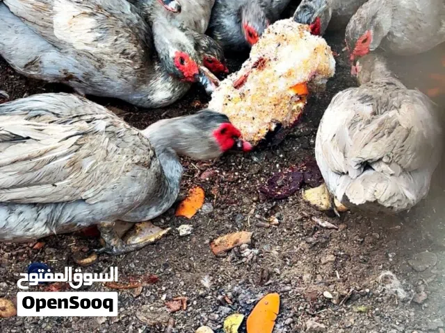 بط مصري جامبو